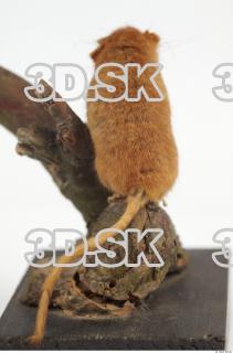 Hazel Dormouse - Muscardinus avellanarius 0029